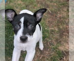 Small #6 Mutt