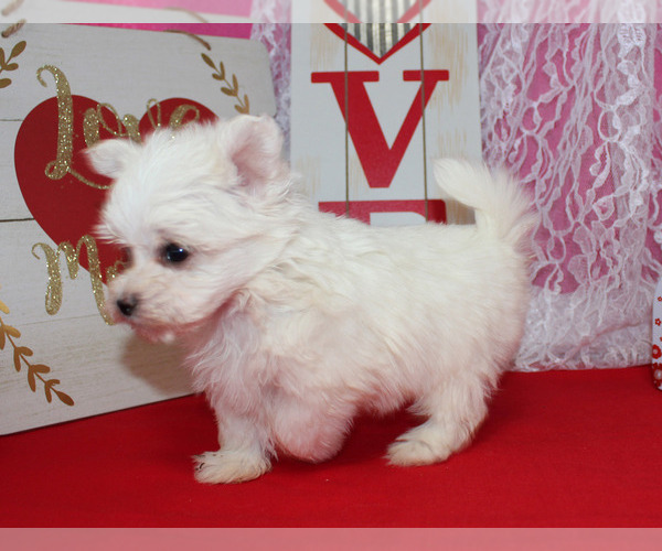 Medium Photo #1 Maltese Puppy For Sale in CHANUTE, KS, USA