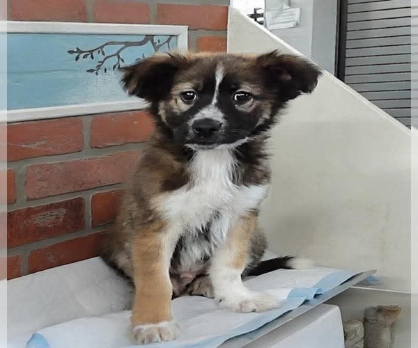 Medium Photo #3 Border Collie-Siberian Husky Mix Puppy For Sale in Lakewood, CO, USA