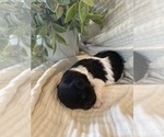Small Photo #8 Cavapoo Puppy For Sale in MARQUAND, MO, USA
