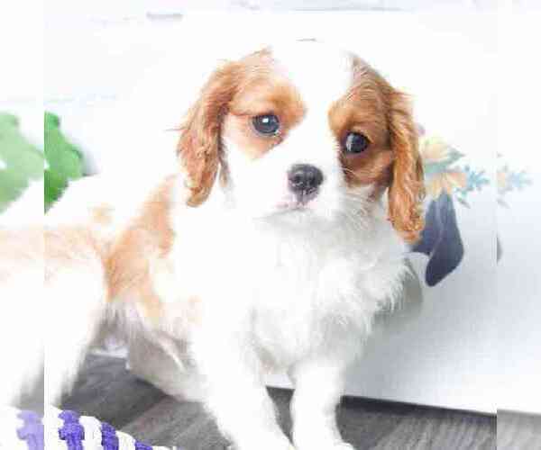 Medium Photo #2 Cavalier King Charles Spaniel Puppy For Sale in RED LION, PA, USA