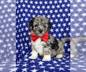 Miniature Bernedoodle Puppy for sale in OXFORD, PA, USA