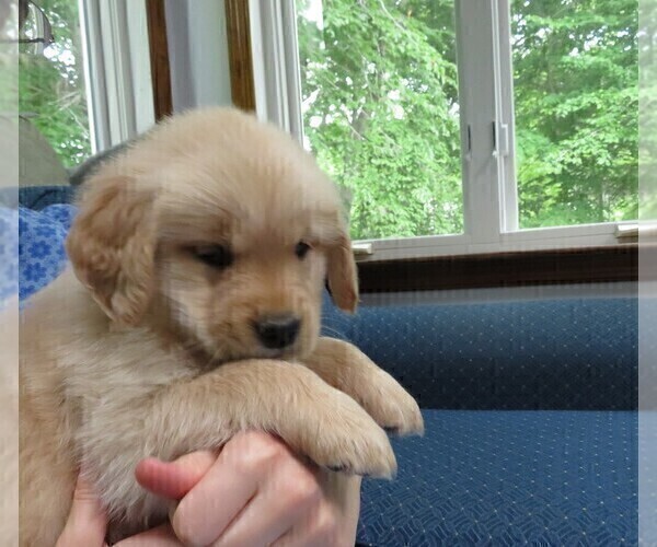 Medium Photo #3 Golden Retriever Puppy For Sale in MECHANICSVILLE, MD, USA