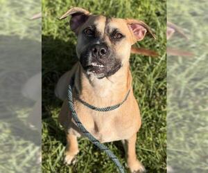 Puggle Dogs for adoption in Fort Lauderdale, FL, USA