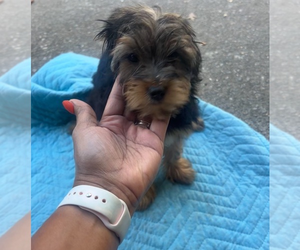 Medium Photo #1 Yorkshire Terrier Puppy For Sale in ATLANTA, GA, USA