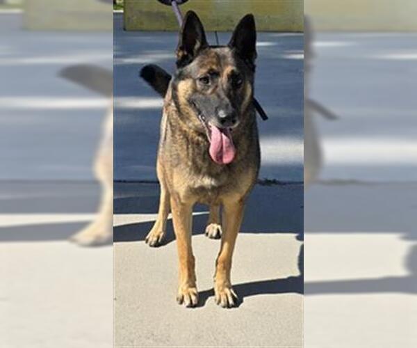 Medium Photo #1 German Shepherd Dog Puppy For Sale in Downey, CA, USA