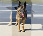 MAX - Male German Shepherd Dog Dog for Adoption - Small photo
