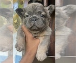 Small Photo #4 French Bulldog Puppy For Sale in CHARLOTTESVILLE, VA, USA