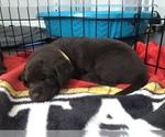 Small Photo #24 Labrador Retriever Puppy For Sale in CLEARWATER, FL, USA