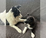 Small #12 Border Collie