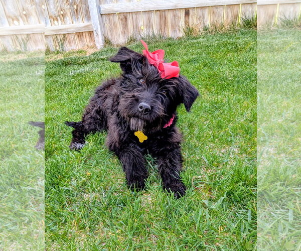 Medium Photo #2 Poodle (Standard)-Unknown Mix Puppy For Sale in Sandy, UT, USA