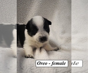 Australian Cattle Dog-Border Collie Mix Puppy for sale in CLARKRANGE, TN, USA
