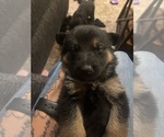 Puppy Light Blue F German Shepherd Dog