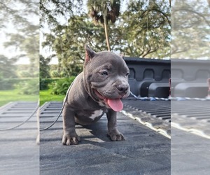 American Bully Puppy for sale in LAKE PANASOFFKEE, FL, USA
