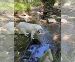 Small #41 Great Pyrenees