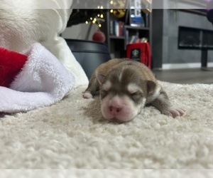 Medium Siberian Husky