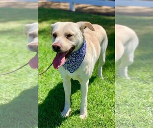 Maddy - Female Labrador Retriever-Unknown Mix Dog for Adoption - Photo #11
