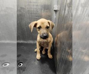 Mutt Dogs for adoption in San Antonio, TX, USA