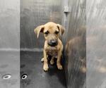 Small Mutt