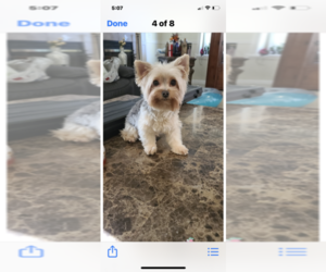 Yorkshire Terrier Puppy for sale in VALLEJO, CA, USA