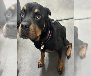 Rottweiler Dogs for adoption in Forestville, MD, USA