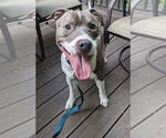 Small American Pit Bull Terrier-American Staffordshire Terrier Mix