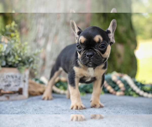 Medium Photo #20 French Bulldog Puppy For Sale in BALTIC, OH, USA