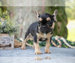 Small Photo #20 French Bulldog Puppy For Sale in BALTIC, OH, USA