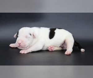 American Bully Puppy for sale in CHAMPAIGN, IL, USA