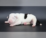 Image preview for Ad Listing. Nickname: Achilles