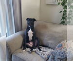 Small #10 American Pit Bull Terrier Mix