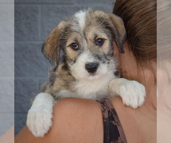 Medium Photo #6 Mutt Puppy For Sale in Huntley, IL, USA