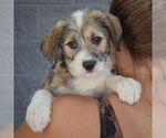 Small #5 Mutt