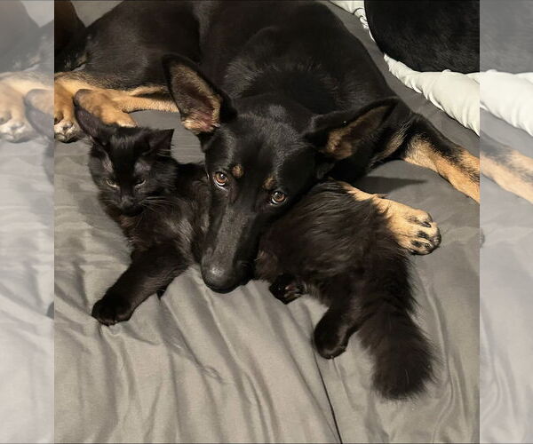 Medium Photo #4 German Shepherd Dog Puppy For Sale in Euless, TX, USA