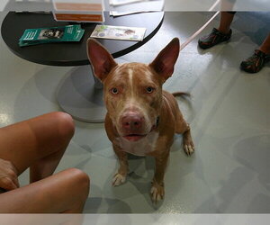 Catahoula Leopard Dog Dogs for adoption in Ocala, FL, USA