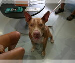 Small Catahoula Leopard Dog