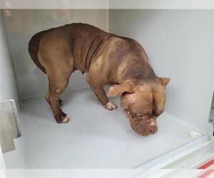 American Pit Bull Terrier-Bulldog Mix Dogs for adoption in Houston, TX, USA