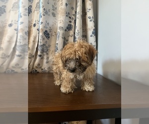 Bichon Frise-Morkie Mix Puppy for sale in DURHAM, CT, USA