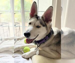 Siberian Husky Dogs for adoption in Woodland, CA, USA