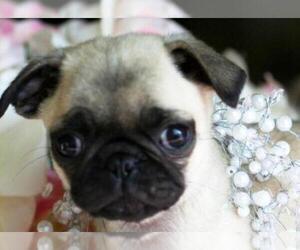 Pug Puppy for Sale in PEMBROKE PINES, Florida USA