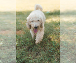 Puppy Patriot Poodle (Standard)