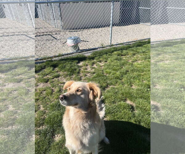 Medium Photo #4 Mutt Puppy For Sale in Emmett, ID, USA