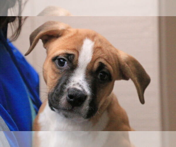 Medium Photo #1 Mutt Puppy For Sale in Sequim, WA, USA