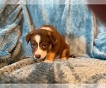 Small Photo #6 Sheprador Puppy For Sale in BUCKEYE, AZ, USA