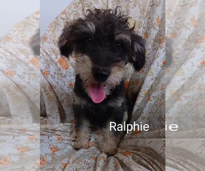 YorkiePoo Puppy for sale in ADKINS, TX, USA