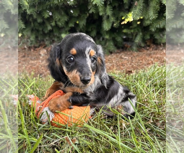 Medium Photo #2 Dachshund Puppy For Sale in MIDDLEBURY, IN, USA