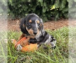 Small #1 Dachshund