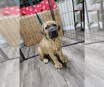 Puppy Pink Boerboel