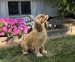 Small Photo #1 Cavapoo Puppy For Sale in STANLEY, WI, USA