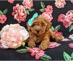 Small Photo #5 Poodle (Miniature) Puppy For Sale in OXFORD, PA, USA